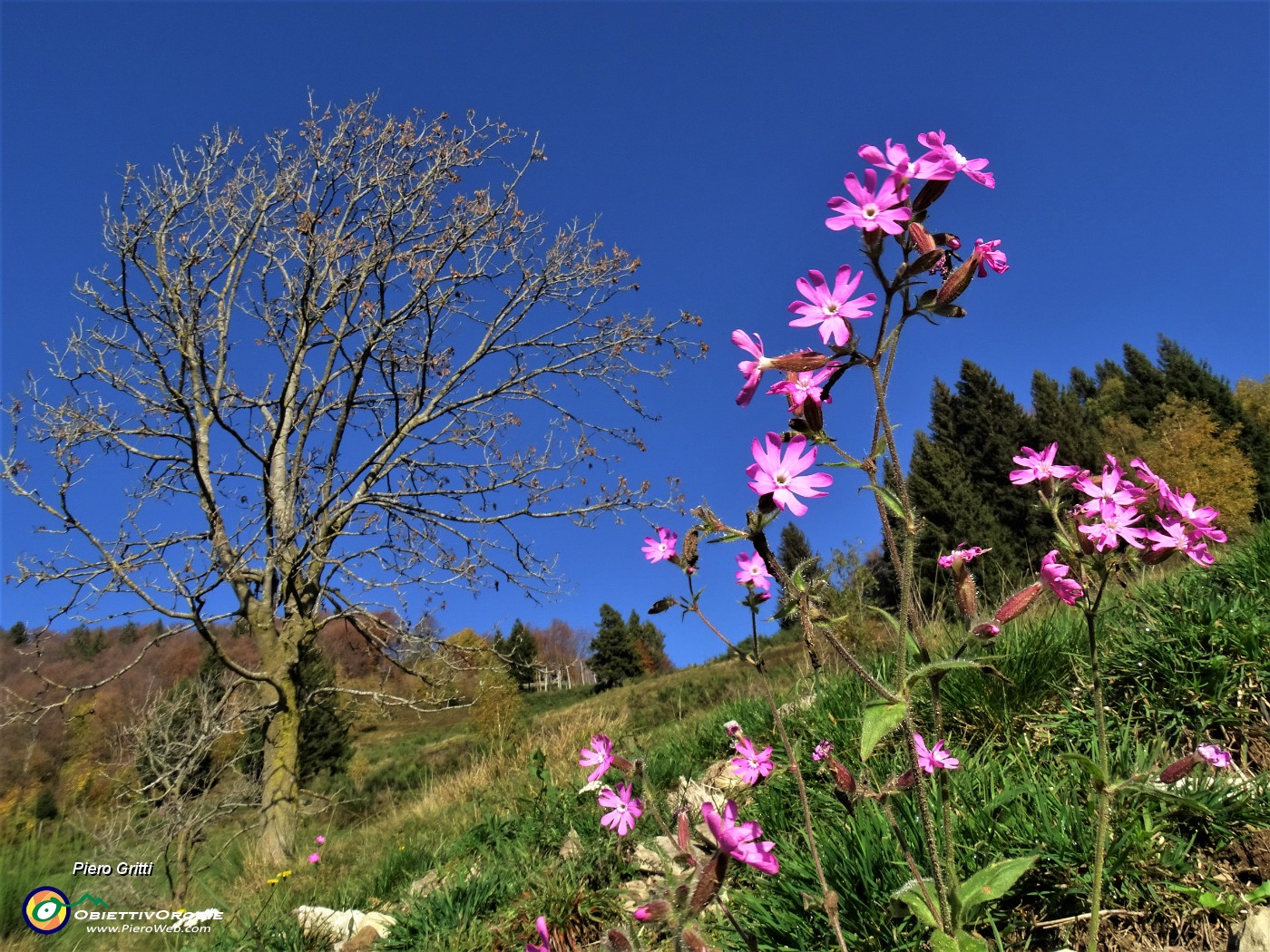 27 Siamo in autunno, ma restiamo fioriti.JPG